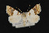  (Euaontia semirufa - CNCLEP00067187)  @14 [ ] CreativeCommons - Attribution Non-Commercial Share-Alike (2016) Unspecified Unspecified