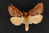  (Datana major - CNCLEP00067922)  @14 [ ] CreativeCommons - Attribution Non-Commercial Share-Alike (2016) Unspecified Unspecified