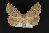  (Argyrostrotis flavistriaria - CNCLEP00067941)  @15 [ ] CreativeCommons - Attribution Non-Commercial Share-Alike (2016) Unspecified Unspecified