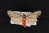  (Euchaetes perlevis - CNCLEP00067966)  @14 [ ] CreativeCommons - Attribution Non-Commercial Share-Alike (2016) Unspecified Unspecified