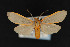  (Pygarctia abdominalis - CNCLEP00067971)  @14 [ ] CreativeCommons - Attribution Non-Commercial Share-Alike (2016) Unspecified Unspecified