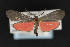  (Lycomorpha nr. splendens - CNCLEP00067975)  @15 [ ] CreativeCommons - Attribution Non-Commercial Share-Alike (2016) Unspecified Unspecified