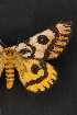  ( - CNCLEP00067978)  @13 [ ] CreativeCommons - Attribution Non-Commercial Share-Alike (2016) Unspecified Unspecified