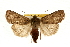  (Rhyacia clemens - HLC-27372)  @15 [ ] CreativeCommons - Attribution (2009) Unspecified Centre for Biodiversity Genomics