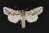  (Andropolia olga - CNCLEP 69726)  @14 [ ] CreativeCommons - Attribution Non-Commercial Share-Alike (2010) Canadian National Collection of Insects, Arachnids and Nematodes Canadian National Collection of Insects, Arachnids and Nematodes