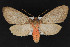  ( - CNCLEP 69731)  @14 [ ] CreativeCommons - Attribution Non-Commercial Share-Alike (2010) Canadian National Collection of Insects, Arachnids and Nematodes Canadian National Collection of Insects, Arachnids and Nematodes