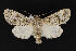  ( - CNCLEP 69735)  @14 [ ] CreativeCommons - Attribution Non-Commercial Share-Alike (2010) Canadian National Collection of Insects, Arachnids and Nematodes Canadian National Collection of Insects, Arachnids and Nematodes