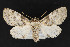  (Raphia hybris - CNCLEP 69739)  @14 [ ] CreativeCommons - Attribution Non-Commercial Share-Alike (2010) Canadian National Collection of Insects, Arachnids and Nematodes Canadian National Collection of Insects, Arachnids and Nematodes