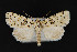  (Nyctobrya - CNCLEP 69740)  @15 [ ] CreativeCommons - Attribution Non-Commercial Share-Alike (2010) Canadian National Collection of Insects, Arachnids and Nematodes Canadian National Collection of Insects, Arachnids and Nematodes