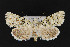  ( - CNCLEP 69741)  @15 [ ] CreativeCommons - Attribution Non-Commercial Share-Alike (2010) Canadian National Collection of Insects, Arachnids and Nematodes Canadian National Collection of Insects, Arachnids and Nematodes