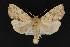  (Enargia sp - CNCLEP 69758)  @14 [ ] CreativeCommons - Attribution Non-Commercial Share-Alike (2010) Canadian National Collection of Insects, Arachnids and Nematodes Canadian National Collection of Insects, Arachnids and Nematodes
