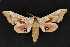  ( - CNCLEP 69770)  @12 [ ] CreativeCommons - Attribution Non-Commercial Share-Alike (2010) Canadian National Collection of Insects, Arachnids and Nematodes Canadian National Collection of Insects, Arachnids and Nematodes