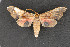 ( - CNCLEP 69771)  @12 [ ] CreativeCommons - Attribution Non-Commercial Share-Alike (2010) Canadian National Collection of Insects, Arachnids and Nematodes Canadian National Collection of Insects, Arachnids and Nematodes