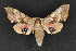  ( - CNCLEP 69772)  @12 [ ] CreativeCommons - Attribution Non-Commercial Share-Alike (2010) Canadian National Collection of Insects, Arachnids and Nematodes Canadian National Collection of Insects, Arachnids and Nematodes
