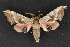  ( - CNCLEP 69773)  @12 [ ] CreativeCommons - Attribution Non-Commercial Share-Alike (2010) Canadian National Collection of Insects, Arachnids and Nematodes Canadian National Collection of Insects, Arachnids and Nematodes