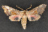  ( - CNCLEP 69774)  @12 [ ] CreativeCommons - Attribution Non-Commercial Share-Alike (2010) Canadian National Collection of Insects, Arachnids and Nematodes Canadian National Collection of Insects, Arachnids and Nematodes