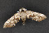  ( - CNCLEP 69779)  @13 [ ] CreativeCommons - Attribution Non-Commercial Share-Alike (2010) Canadian National Collection of Insects, Arachnids and Nematodes Canadian National Collection of Insects, Arachnids and Nematodes