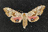  ( - CNCLEP 69780)  @12 [ ] CreativeCommons - Attribution Non-Commercial Share-Alike (2010) Canadian National Collection of Insects, Arachnids and Nematodes Canadian National Collection of Insects, Arachnids and Nematodes