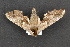  ( - CNCLEP 69781)  @12 [ ] CreativeCommons - Attribution Non-Commercial Share-Alike (2010) Canadian National Collection of Insects, Arachnids and Nematodes Canadian National Collection of Insects, Arachnids and Nematodes
