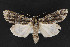  ( - CNCLEP 69798)  @13 [ ] CreativeCommons - Attribution Non-Commercial Share-Alike (2010) Canadian National Collection of Insects, Arachnids and Nematodes Canadian National Collection of Insects, Arachnids and Nematodes