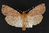  ( - CNCLEP 69810)  @14 [ ] CreativeCommons - Attribution Non-Commercial Share-Alike (2010) Canadian National Collection of Insects, Arachnids and Nematodes Canadian National Collection of Insects, Arachnids and Nematodes
