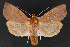  ( - CNCLEP 69811)  @14 [ ] CreativeCommons - Attribution Non-Commercial Share-Alike (2010) Canadian National Collection of Insects, Arachnids and Nematodes Canadian National Collection of Insects, Arachnids and Nematodes