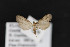  ( - CNCLEP 69812)  @13 [ ] CreativeCommons - Attribution Non-Commercial Share-Alike (2010) Canadian National Collection of Insects, Arachnids and Nematodes Canadian National Collection of Insects, Arachnids and Nematodes