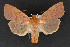  ( - CNCLEP 69813)  @14 [ ] CreativeCommons - Attribution Non-Commercial Share-Alike (2010) Canadian National Collection of Insects, Arachnids and Nematodes Canadian National Collection of Insects, Arachnids and Nematodes