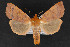  ( - CNCLEP 69816)  @14 [ ] CreativeCommons - Attribution Non-Commercial Share-Alike (2010) Canadian National Collection of Insects, Arachnids and Nematodes Canadian National Collection of Insects, Arachnids and Nematodes