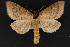  ( - CNCLEP 69820)  @13 [ ] CreativeCommons - Attribution Non-Commercial Share-Alike (2010) Canadian National Collection of Insects, Arachnids and Nematodes Canadian National Collection of Insects, Arachnids and Nematodes