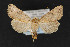  ( - CNCLEP 69826)  @13 [ ] CreativeCommons - Attribution Non-Commercial Share-Alike (2010) Canadian National Collection of Insects, Arachnids and Nematodes Canadian National Collection of Insects, Arachnids and Nematodes