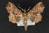  ( - CNCLEP 69828)  @14 [ ] CreativeCommons - Attribution Non-Commercial Share-Alike (2010) Canadian National Collection of Insects, Arachnids and Nematodes Canadian National Collection of Insects, Arachnids and Nematodes