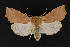  ( - CNCLEP 69831)  @14 [ ] CreativeCommons - Attribution Non-Commercial Share-Alike (2010) Canadian National Collection of Insects, Arachnids and Nematodes Canadian National Collection of Insects, Arachnids and Nematodes