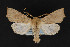  ( - CNCLEP 69832)  @14 [ ] CreativeCommons - Attribution Non-Commercial Share-Alike (2010) Canadian National Collection of Insects, Arachnids and Nematodes Canadian National Collection of Insects, Arachnids and Nematodes