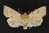  ( - CNCLEP 69833)  @14 [ ] CreativeCommons - Attribution Non-Commercial Share-Alike (2010) Canadian National Collection of Insects, Arachnids and Nematodes Canadian National Collection of Insects, Arachnids and Nematodes