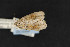  ( - CNCLEP 69862)  @11 [ ] CreativeCommons - Attribution Non-Commercial Share-Alike (2010) Canadian National Collection of Insects, Arachnids and Nematodes Canadian National Collection of Insects, Arachnids and Nematodes