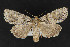  ( - CNCLEP 69881)  @14 [ ] CreativeCommons - Attribution Non-Commercial Share-Alike (2010) Canadian National Collection of Insects, Arachnids and Nematodes Canadian National Collection of Insects, Arachnids and Nematodes