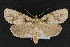 ( - CNCLEP 69882)  @14 [ ] CreativeCommons - Attribution Non-Commercial Share-Alike (2010) Canadian National Collection of Insects, Arachnids and Nematodes Canadian National Collection of Insects, Arachnids and Nematodes