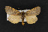  (Holoarctia marinae - CNCLEP 68111)  @14 [ ] CreativeCommons - Attribution Non-Commercial Share-Alike (2010) Canadian National Collection of Insects, Arachnids and Nematodes Canadian National Collection of Insects, Arachnids and Nematodes
