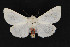  ( - CNCLEP 69708)  @13 [ ] CreativeCommons - Attribution Non-Commercial Share-Alike (2010) Canadian National Collection of Insects, Arachnids and Nematodes Canadian National Collection of Insects, Arachnids and Nematodes