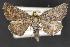 ( - CNCLEP 69714)  @14 [ ] CreativeCommons - Attribution Non-Commercial Share-Alike (2010) Canadian National Collection of Insects, Arachnids and Nematodes Canadian National Collection of Insects, Arachnids and Nematodes