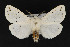  (Spilosoma lubricipeda - CNCLEP 69722)  @15 [ ] CreativeCommons - Attribution Non-Commercial Share-Alike (2010) Canadian National Collection of Insects, Arachnids and Nematodes Canadian National Collection of Insects, Arachnids and Nematodes