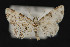  (Homocerynea - CNCLEP 70003)  @13 [ ] CreativeCommons - Attribution Non-Commercial Share-Alike (2010) Canadian National Collection of Insects, Arachnids and Nematodes Canadian National Collection of Insects, Arachnids and Nematodes