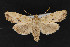  ( - CNCLEP 70005)  @13 [ ] CreativeCommons - Attribution Non-Commercial Share-Alike (2010) Canadian National Collection of Insects, Arachnids and Nematodes Canadian National Collection of Insects, Arachnids and Nematodes