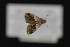  ( - CNCLEP 70008)  @13 [ ] CreativeCommons - Attribution Non-Commercial Share-Alike (2010) Canadian National Collection of Insects, Arachnids and Nematodes Canadian National Collection of Insects, Arachnids and Nematodes