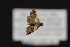 ( - CNCLEP 70012)  @12 [ ] CreativeCommons - Attribution Non-Commercial Share-Alike (2010) Canadian National Collection of Insects, Arachnids and Nematodes Canadian National Collection of Insects, Arachnids and Nematodes