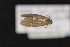  ( - CNCLEP 70015)  @12 [ ] CreativeCommons - Attribution Non-Commercial Share-Alike (2010) Canadian National Collection of Insects, Arachnids and Nematodes Canadian National Collection of Insects, Arachnids and Nematodes