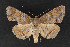  ( - CNCLEP 70024)  @12 [ ] CreativeCommons - Attribution Non-Commercial Share-Alike (2010) Canadian National Collection of Insects, Arachnids and Nematodes Canadian National Collection of Insects, Arachnids and Nematodes