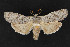  ( - CNCLEP 70034)  @11 [ ] CreativeCommons - Attribution Non-Commercial Share-Alike (2010) Canadian National Collection of Insects, Arachnids and Nematodes Canadian National Collection of Insects, Arachnids and Nematodes
