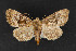  ( - CNCLEP 70039)  @11 [ ] CreativeCommons - Attribution Non-Commercial Share-Alike (2010) Canadian National Collection of Insects, Arachnids and Nematodes Canadian National Collection of Insects, Arachnids and Nematodes